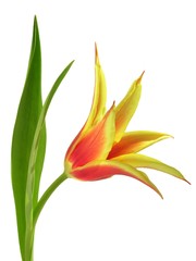 Fototapeta na wymiar red&yellow tulip