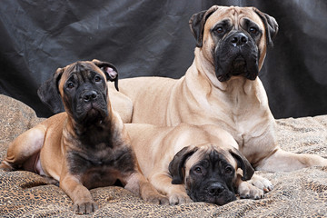 bullmastiff puppy 71