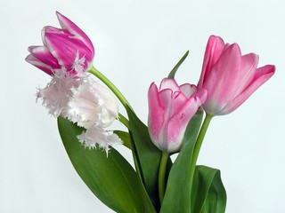 posy of pink tulips