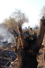 burned stump