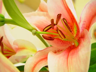 Kissenbezug Blume © Irmak Akçadoğan