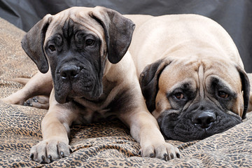 bullmastiff puppy 84