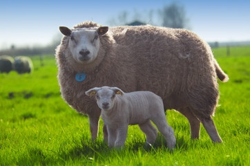 sheep and her cute little lamb in spring