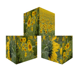 sunflower cubes