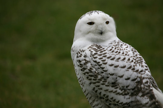 schneeeule