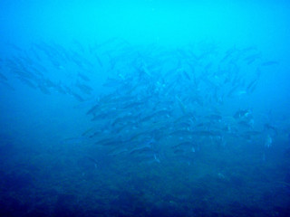 Obraz na płótnie Canvas ryby pod wodą