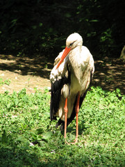 stork