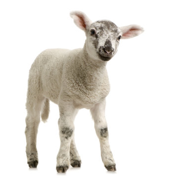 agneau