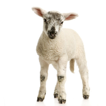 agneau