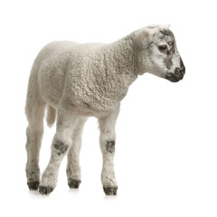 Obraz premium agneau