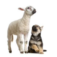 begre allemand et agneau