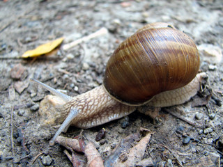 snail