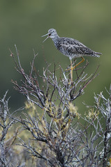 lesser yellow leg bird