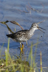 lesser yellow leg bird