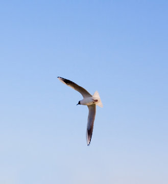 white seagull wings spread