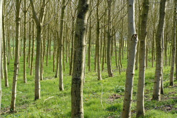 champs d'arbres