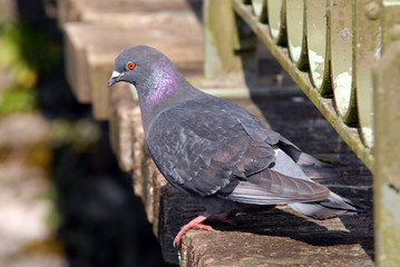 pigeon