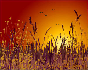 grass vector silhouette and sunset
