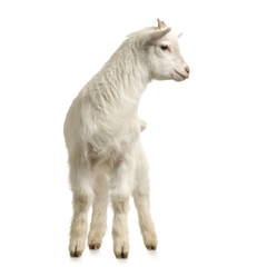 Obraz premium chevreau