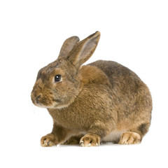 Obraz premium lapin sur fond blanc