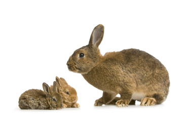 lapine et ses lapereaux