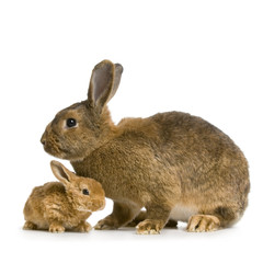 lapine et ses lapereaux
