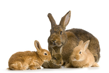 lapine et ses lapereaux