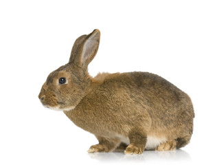lapin sur fond blanc