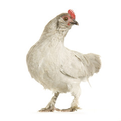 poule