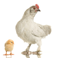 poule et son poussin