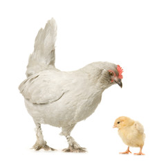 poule et son poussin