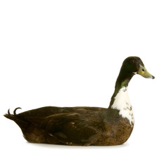canard