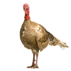 dinde © Eric Isselée