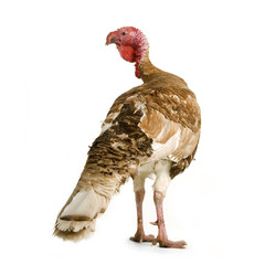 dinde © Eric Isselée