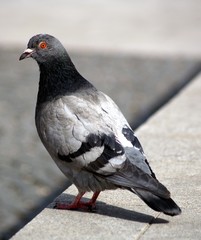 grey pigeon