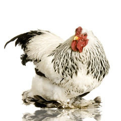 coq