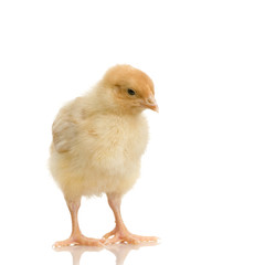 poussin