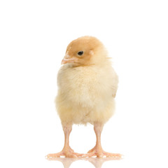 Fototapeta premium poussin