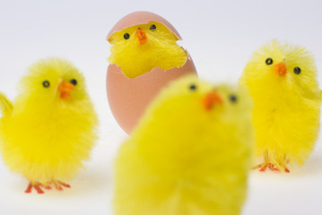easter chicks