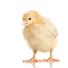 poussin