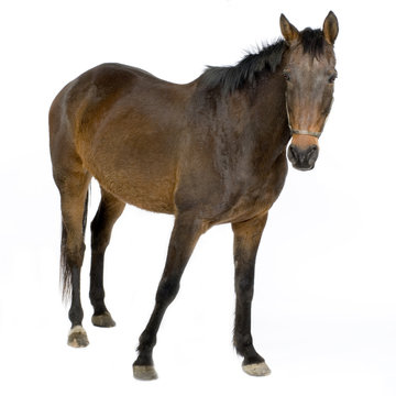 cheval