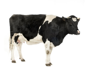 vache