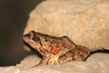 grasfrosch in der nacht