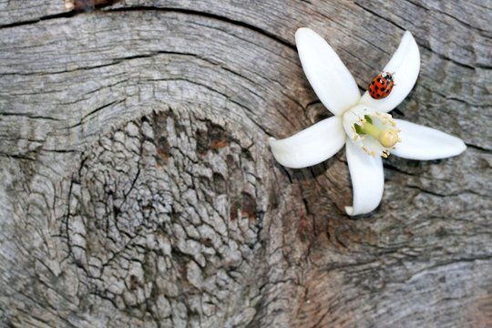 Fototapeta orange blossom,ladybug