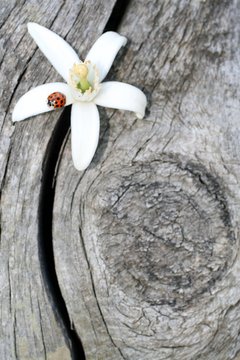 Fototapeta orange blossom,ladybug