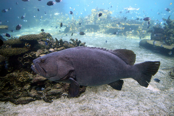Fototapeta premium queensland groper
