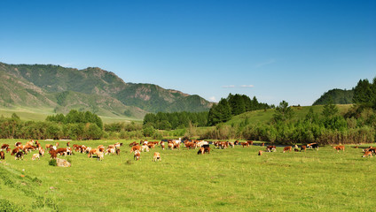 Fototapeta premium grazing cows