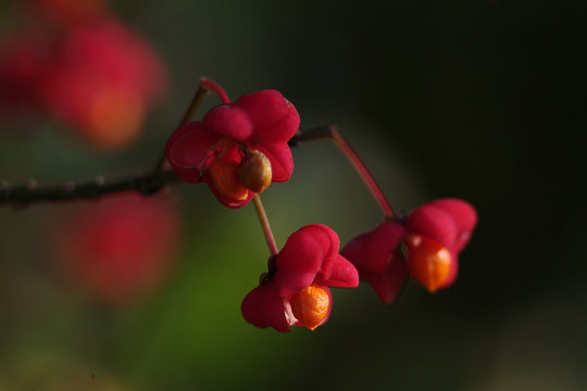 euonymus europaeus, celastraceae