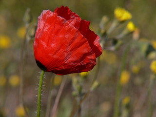 coquelicot au vent