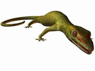 gecko